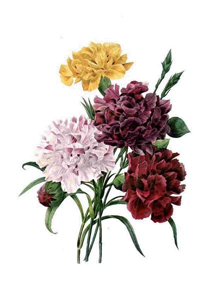 Fountain of Flowers 2 - Set 25. 60 Pages to DOWNLOAD